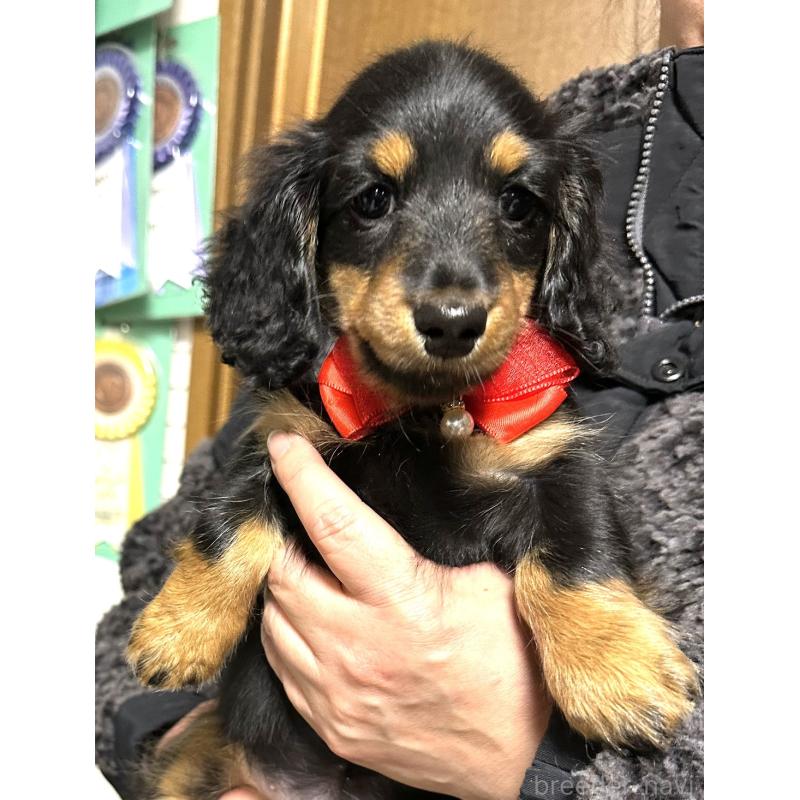 販売中の愛知県のミニチュアダックスフンド(ロングヘアード)-426866の5枚目