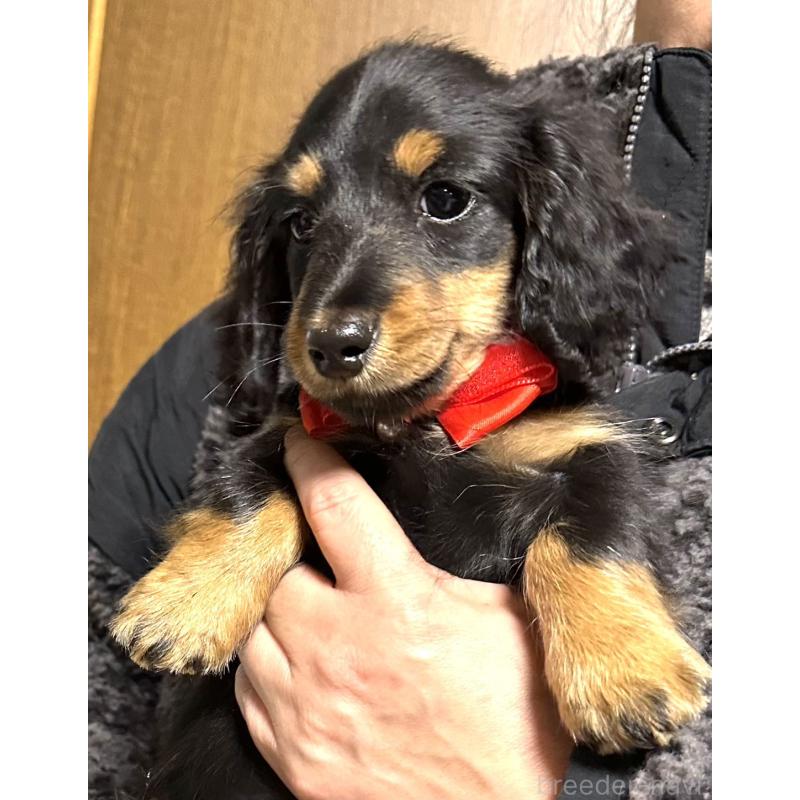 販売中の愛知県のミニチュアダックスフンド(ロングヘアード)-426866の4枚目