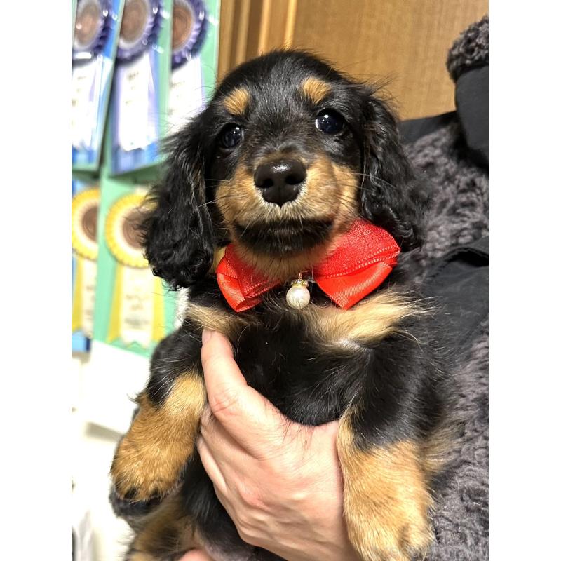 販売中の愛知県のミニチュアダックスフンド(ロングヘアード)-426866の3枚目