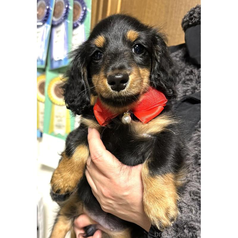 販売中の愛知県のミニチュアダックスフンド(ロングヘアード)-426866の2枚目