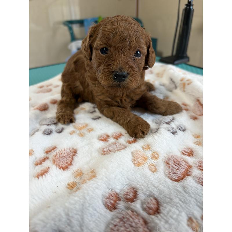 販売中の北海道のトイプードル-428736