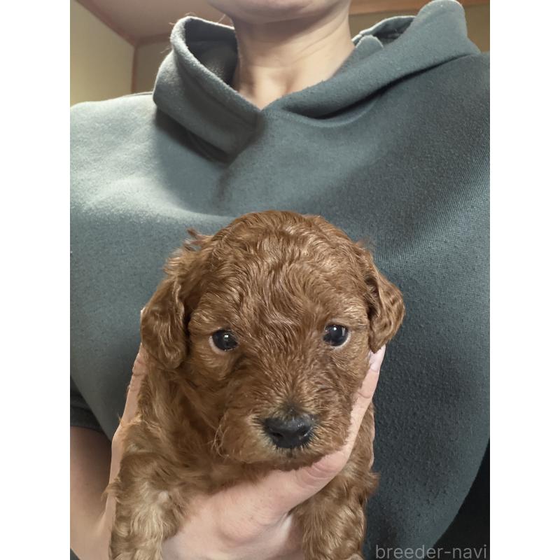 販売中の北海道のトイプードル-428736の4枚目