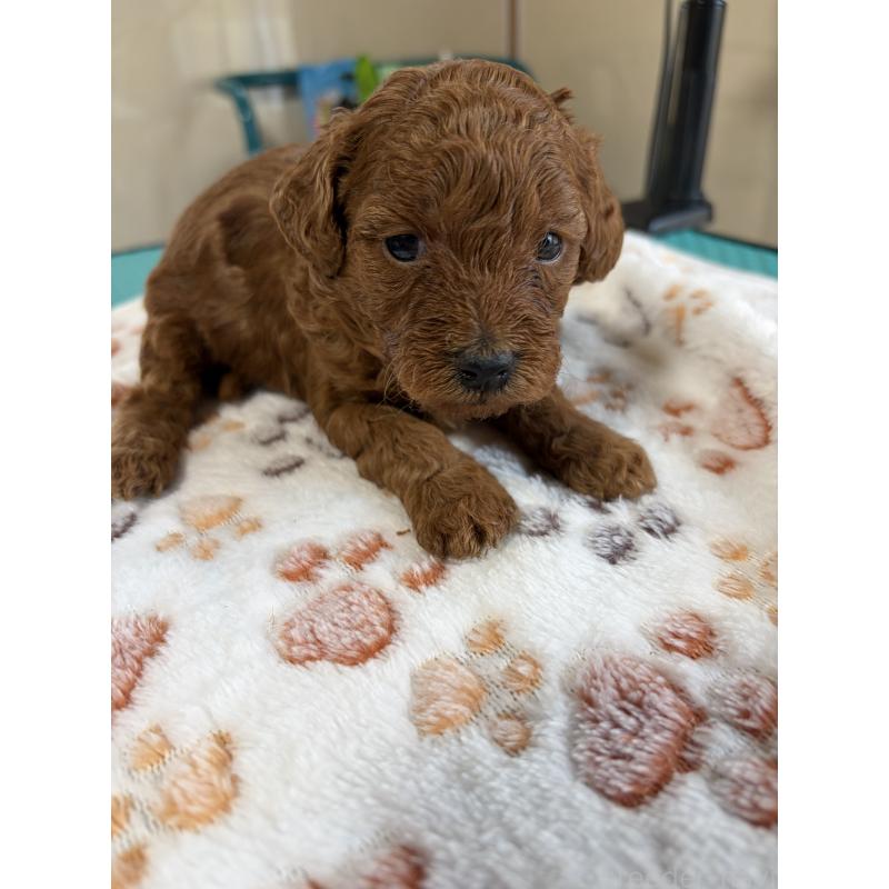 販売中の北海道のトイプードル-428736の3枚目