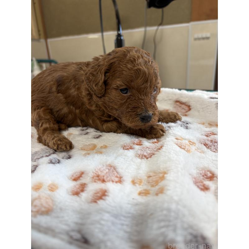 販売中の北海道のトイプードル-428736の2枚目