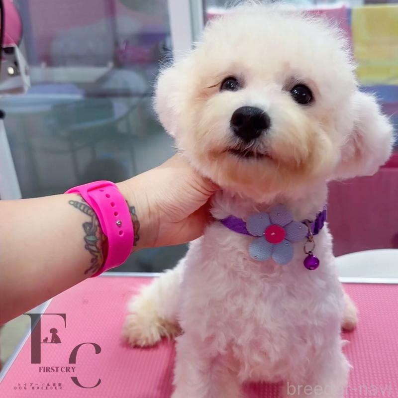 販売中の栃木県のビションフリーゼ-396053の2枚目