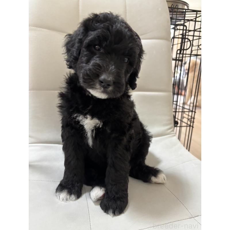 販売中の滋賀県のゴールデンドゥードル:ゴールデンレトリーバー×プードル-428739の1枚目