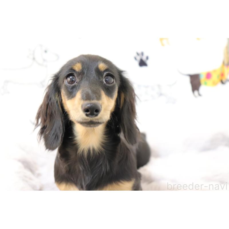 販売中の香川県のカニンヘンダックスフンド(ロングヘアード)-400367の7枚目