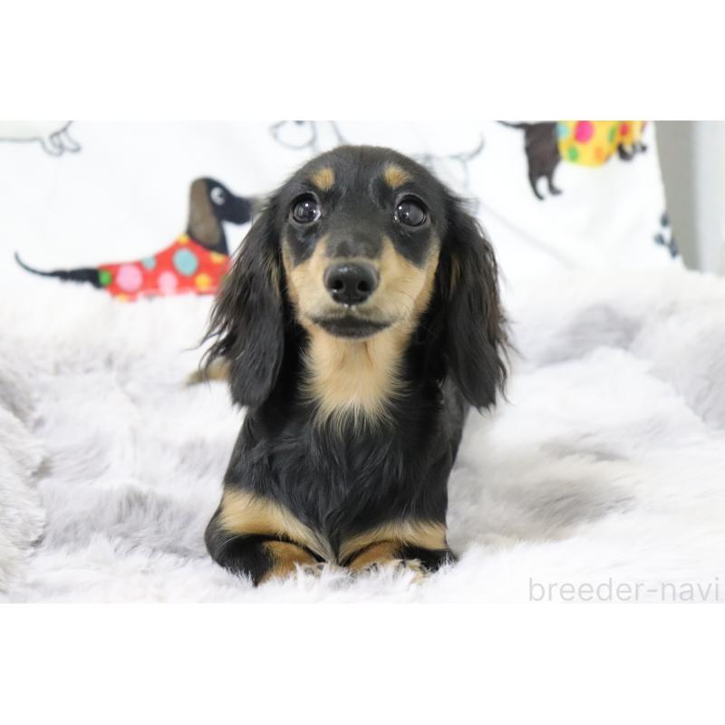 販売中の香川県のカニンヘンダックスフンド(ロングヘアード)-400367の5枚目