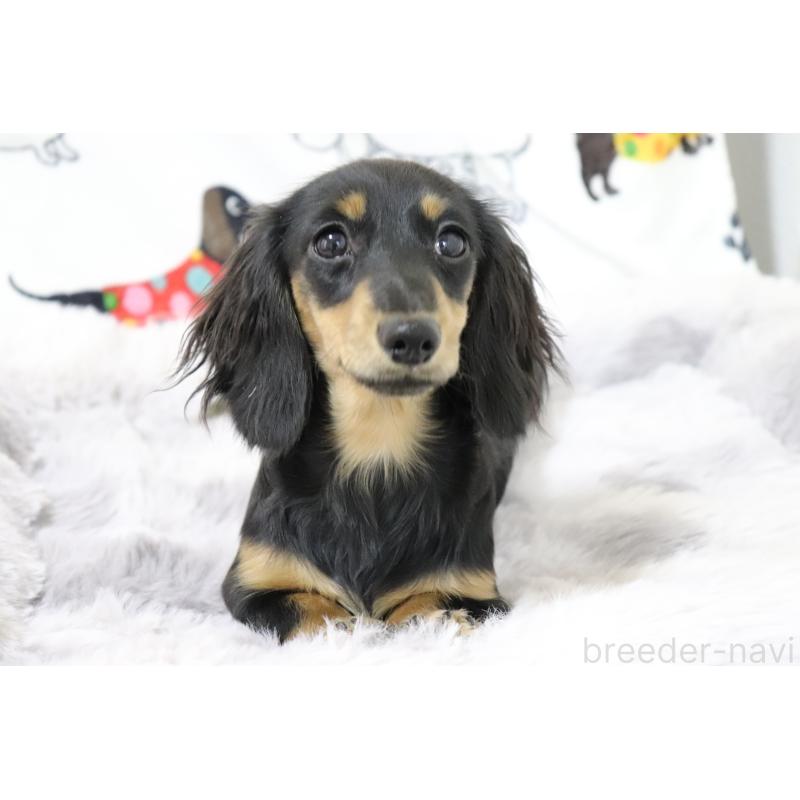 販売中の香川県のカニンヘンダックスフンド(ロングヘアード)-400367の4枚目