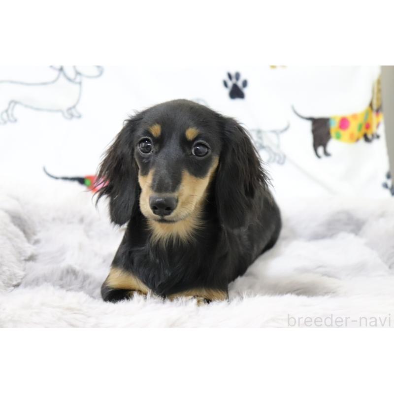 販売中の香川県のカニンヘンダックスフンド(ロングヘアード)-400367の3枚目