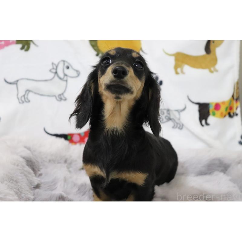 販売中の香川県のカニンヘンダックスフンド(ロングヘアード)-400367の2枚目