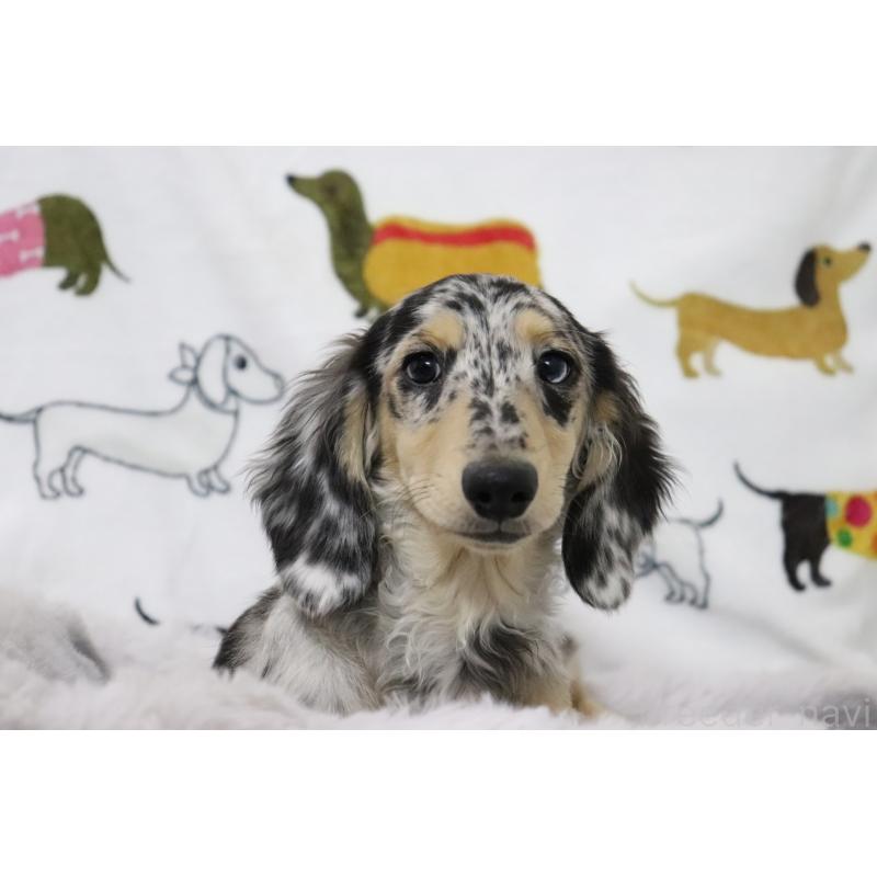 成約済の香川県のミニチュアダックスフンド(ロングヘアード)-406328の5枚目