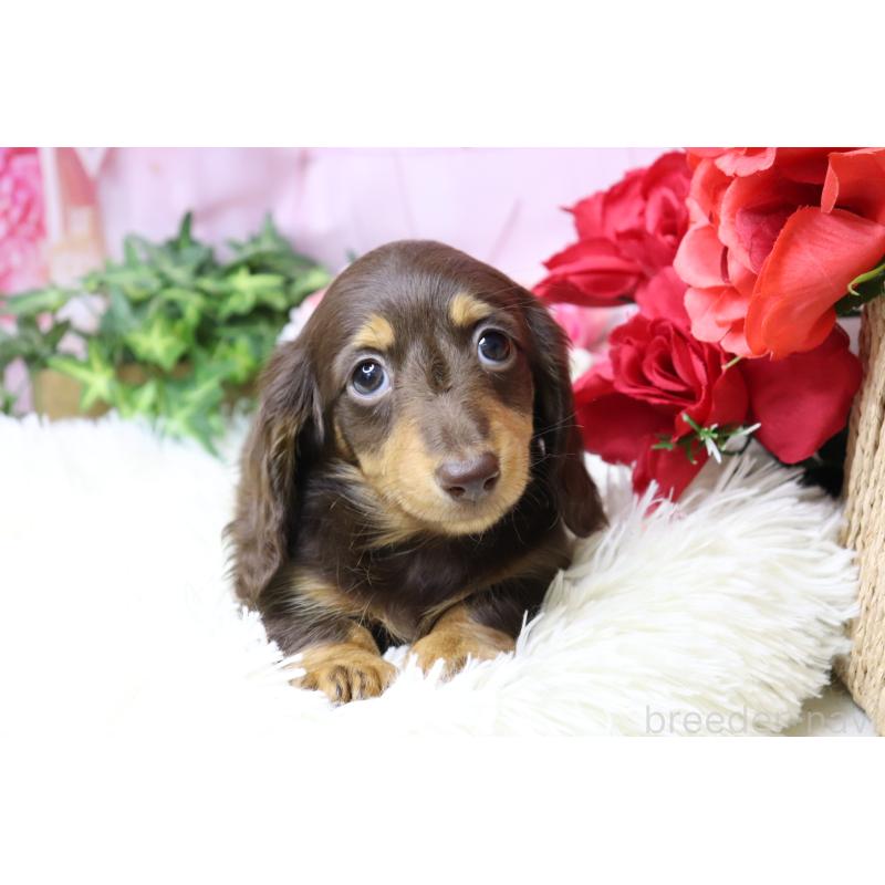 成約済の香川県のミニチュアダックスフンド(ロングヘアード)-420653の10枚目