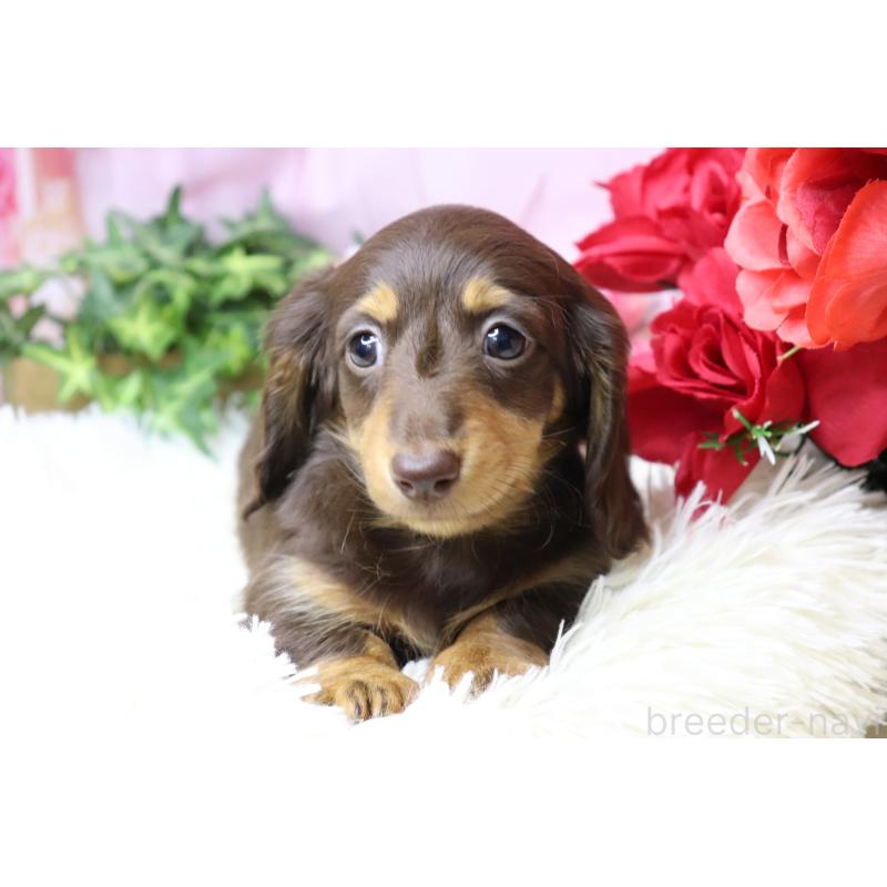 成約済の香川県のミニチュアダックスフンド(ロングヘアード)-420653の9枚目