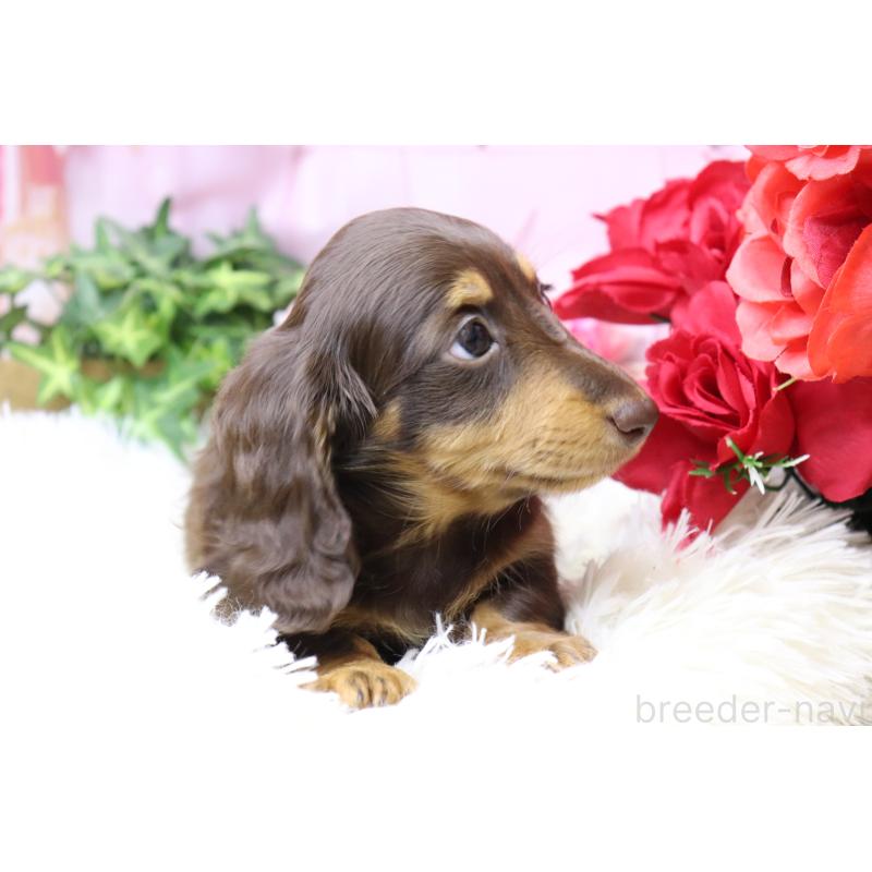 成約済の香川県のミニチュアダックスフンド(ロングヘアード)-420653の8枚目