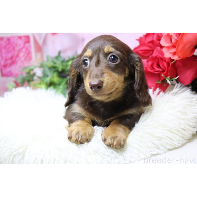 成約済の香川県のミニチュアダックスフンド(ロングヘアード)-420653の7枚目