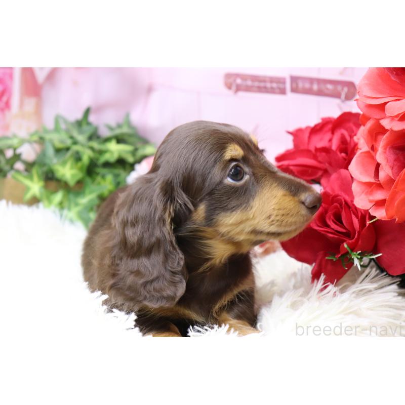 成約済の香川県のミニチュアダックスフンド(ロングヘアード)-420653の6枚目