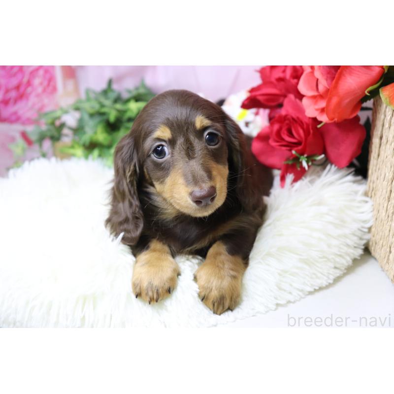 成約済の香川県のミニチュアダックスフンド(ロングヘアード)-420653の5枚目