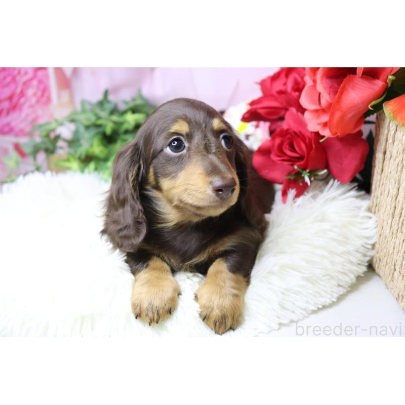 成約済の香川県のミニチュアダックスフンド(ロングヘアード)-420653の4枚目