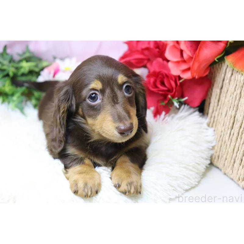 成約済の香川県のミニチュアダックスフンド(ロングヘアード)-420653の2枚目