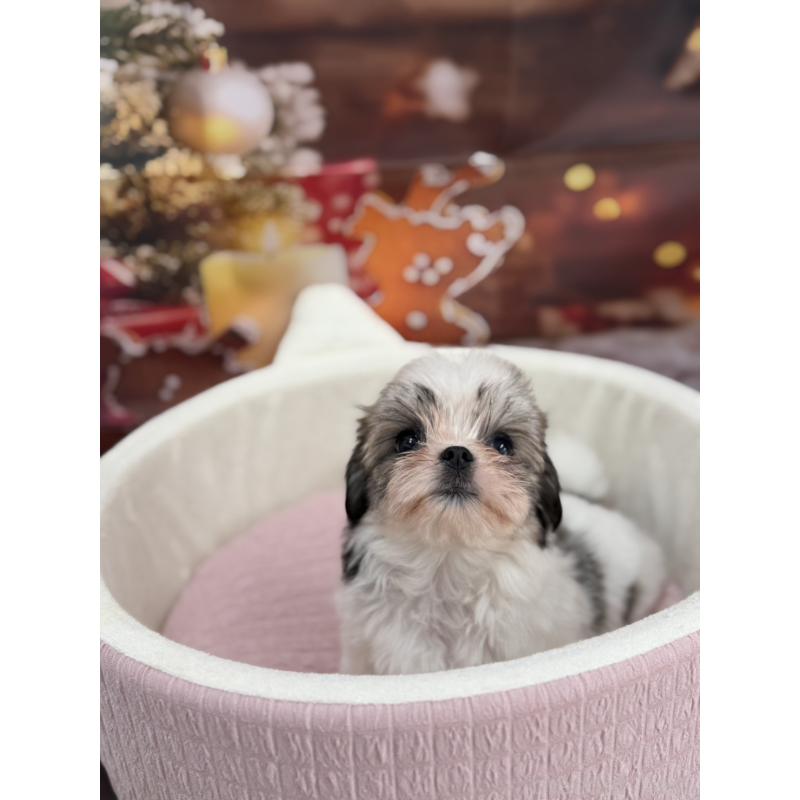 販売中の沖縄県のチワマル:チワワ×マルチーズ-428740の7枚目