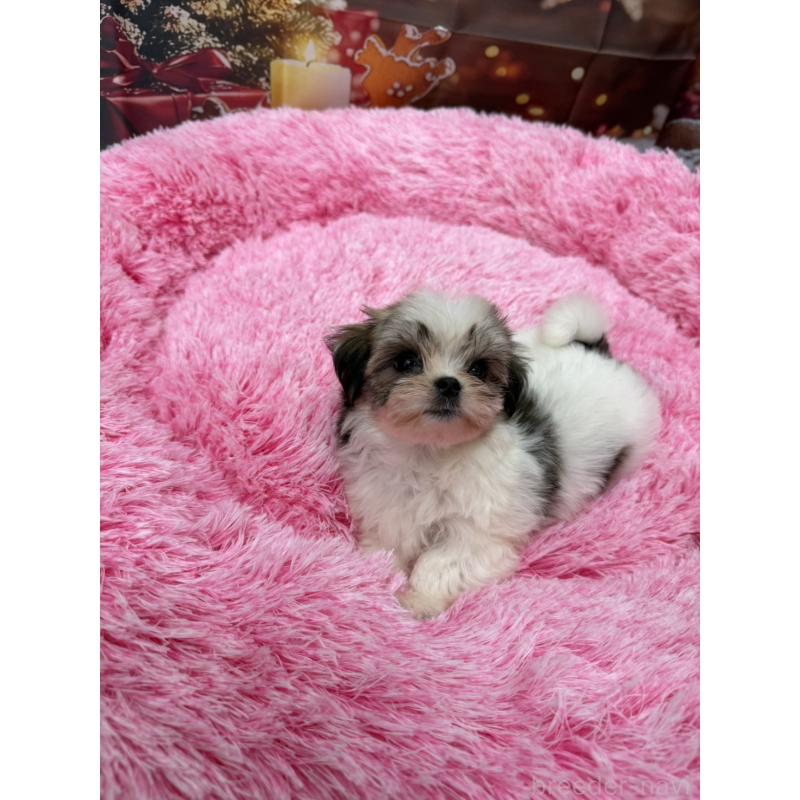 販売中の沖縄県のチワマル:チワワ×マルチーズ-428740の6枚目