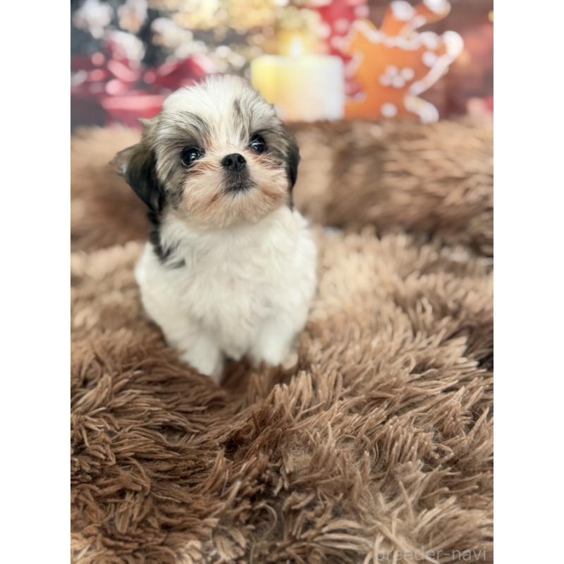 販売中の沖縄県のチワマル:チワワ×マルチーズ-428740の5枚目