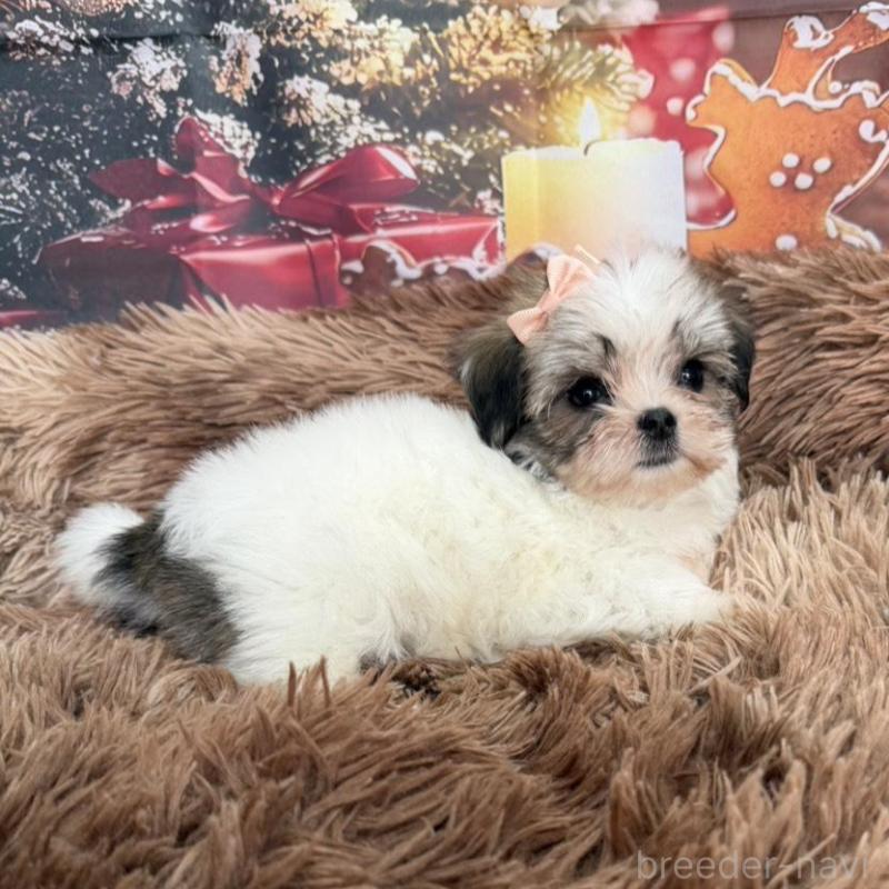 販売中の沖縄県のチワマル:チワワ×マルチーズ-428740の1枚目