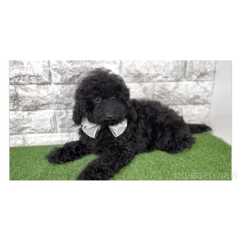 販売中の埼玉県のタイニープードル-428741の3枚目