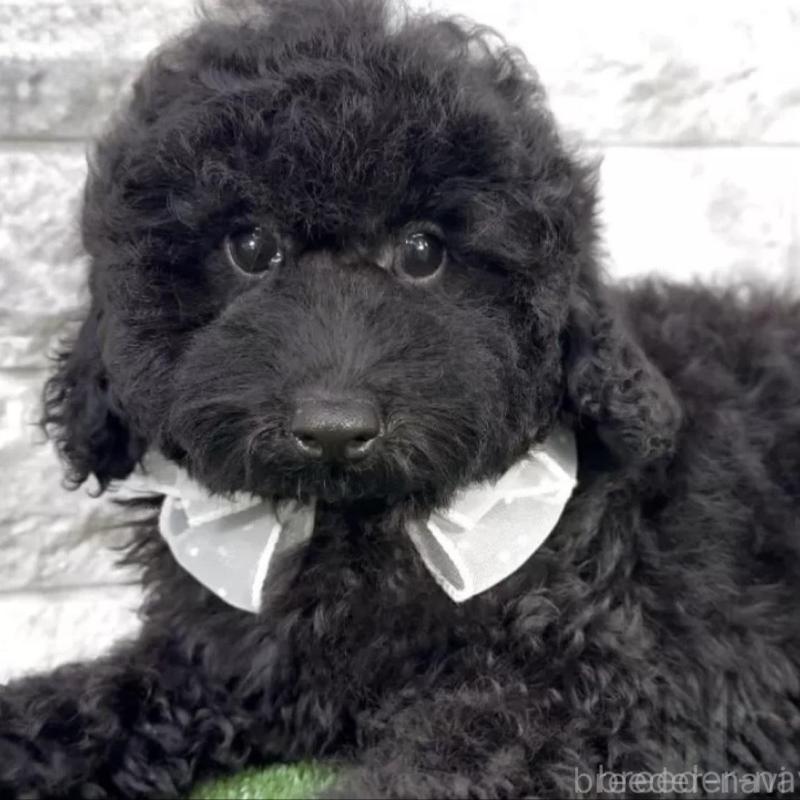 販売中の埼玉県のタイニープードル-428741の1枚目