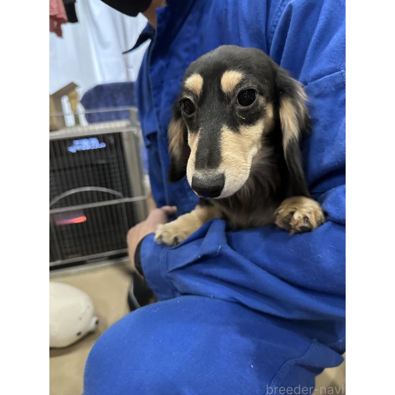 販売中の青森県のミニチュアダックスフンド(ロングヘアード)-411038の5枚目