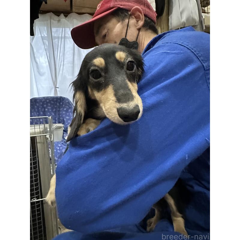 販売中の青森県のミニチュアダックスフンド(ロングヘアード)-411038の4枚目