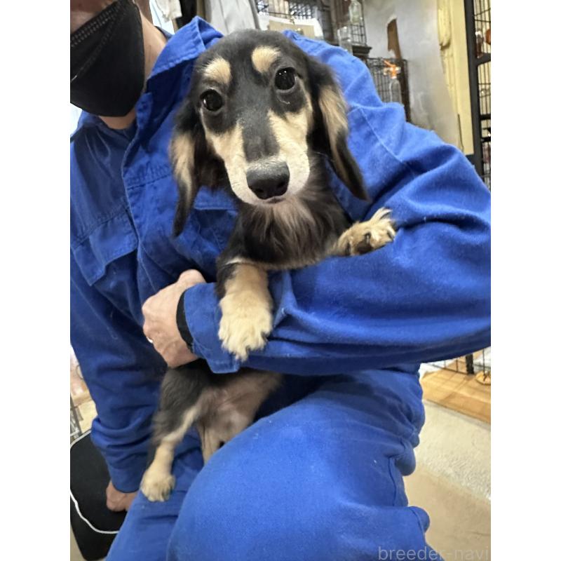 販売中の青森県のミニチュアダックスフンド(ロングヘアード)-411038の3枚目