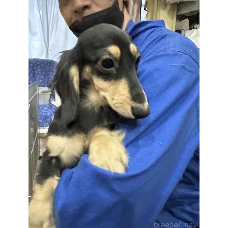 販売中の青森県のミニチュアダックスフンド(ロングヘアード)-411038の2枚目