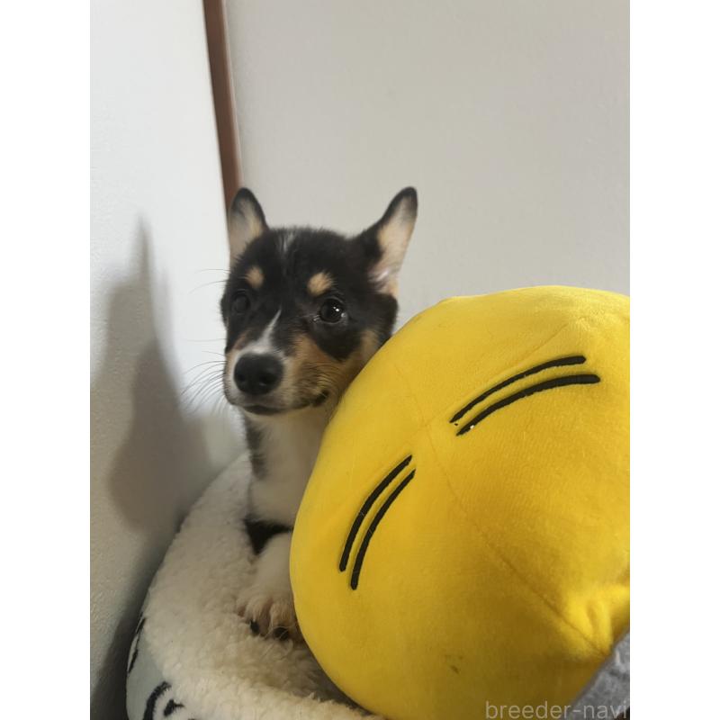 販売中の和歌山県のウェルシュコーギーペンブローク-418659の15枚目