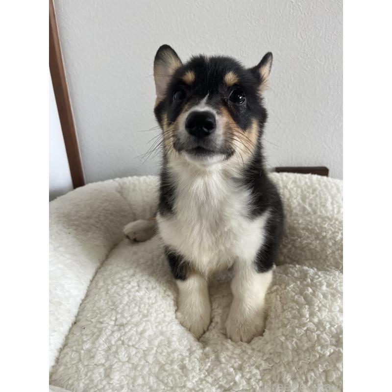 販売中の和歌山県のウェルシュコーギーペンブローク-418659の14枚目