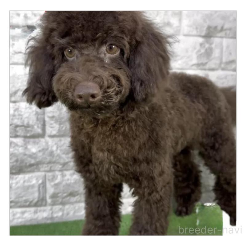 販売中の埼玉県のトイプードル-428742の1枚目