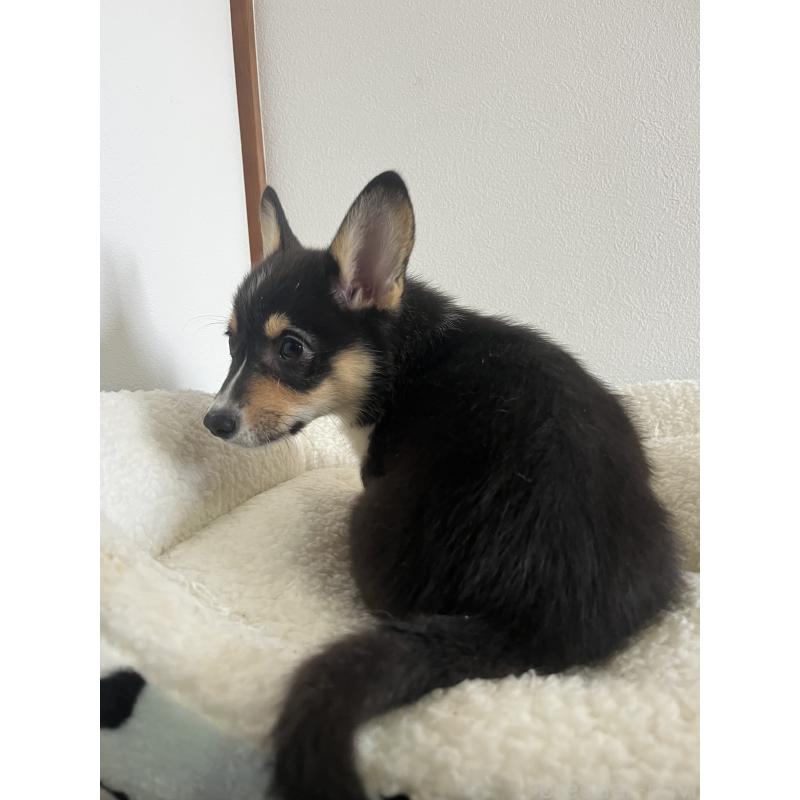 販売中の和歌山県のウェルシュコーギーペンブローク-418659の13枚目