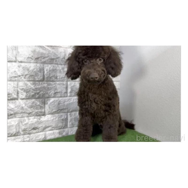 販売中の埼玉県のトイプードル-428742の3枚目