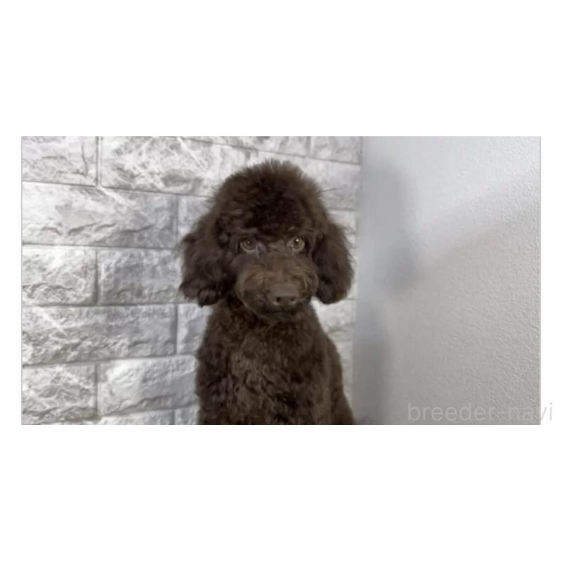 販売中の埼玉県のトイプードル-428742の2枚目