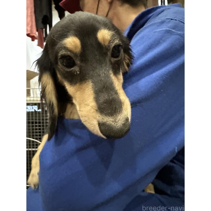 販売中の青森県のミニチュアダックスフンド(ロングヘアード)-411039の3枚目