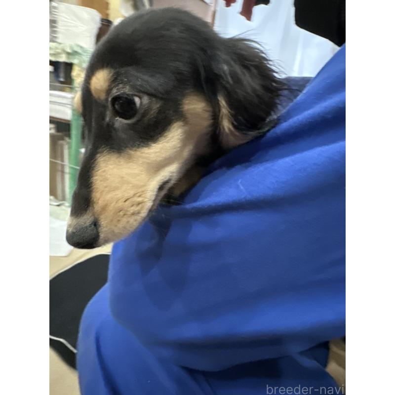 販売中の青森県のミニチュアダックスフンド(ロングヘアード)-411039の2枚目