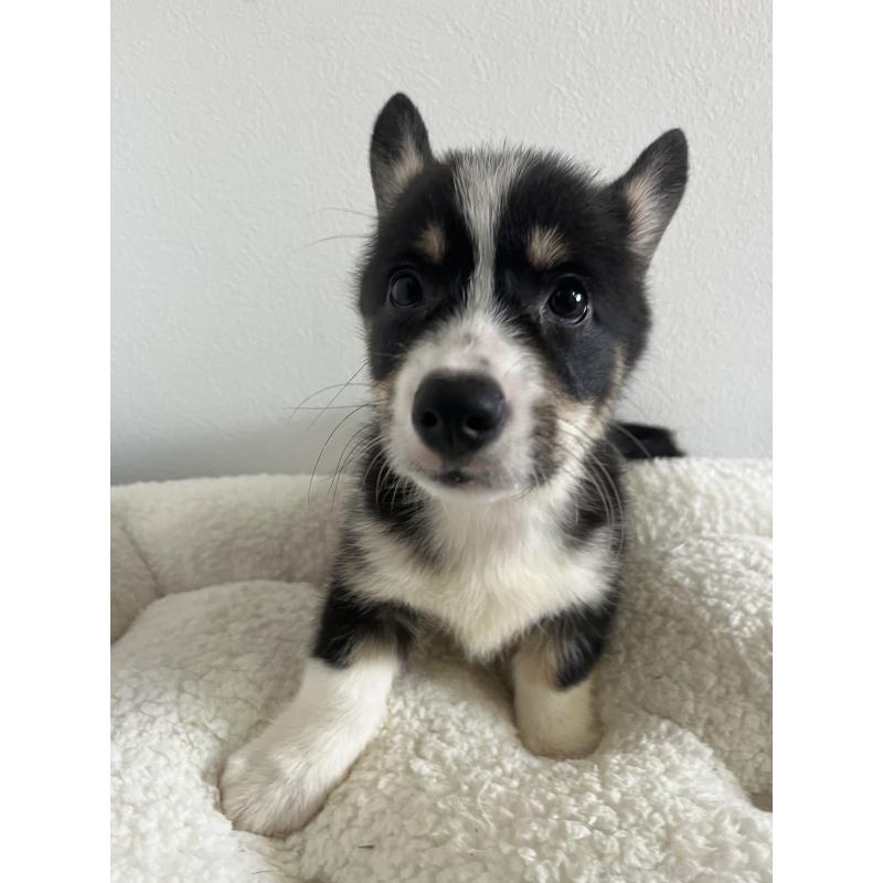 販売中の和歌山県のウェルシュコーギーペンブローク-418663の20枚目