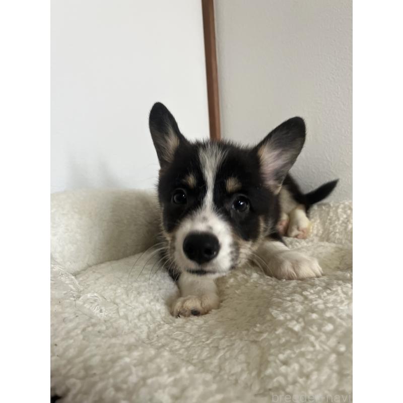 販売中の和歌山県のウェルシュコーギーペンブローク-418663の19枚目