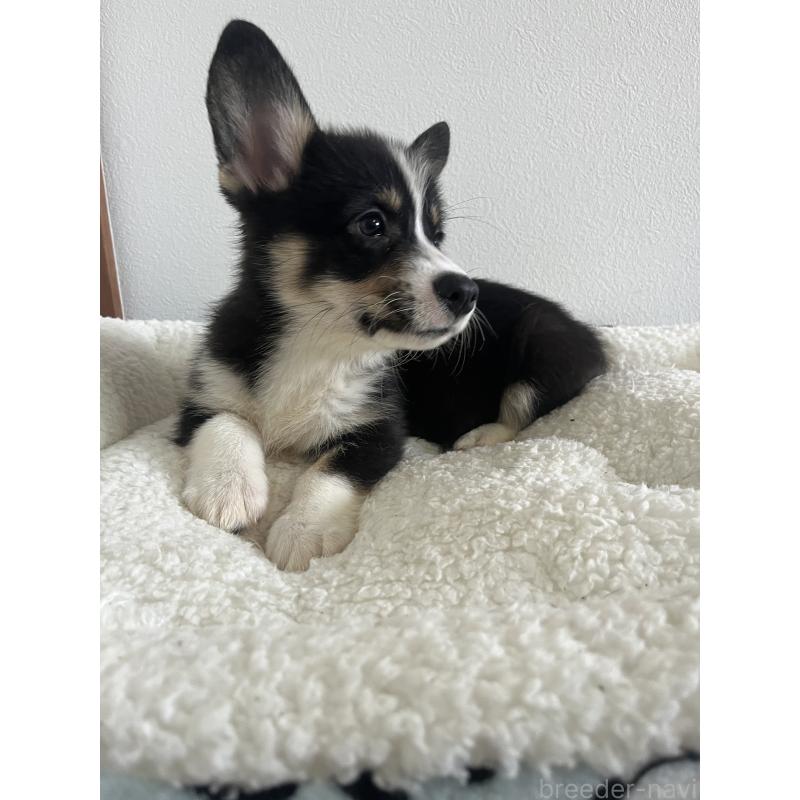 販売中の和歌山県のウェルシュコーギーペンブローク-418663の18枚目