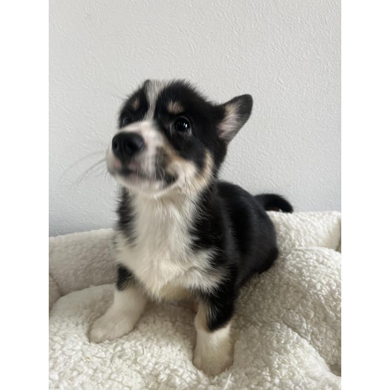 販売中の和歌山県のウェルシュコーギーペンブローク-418663の17枚目