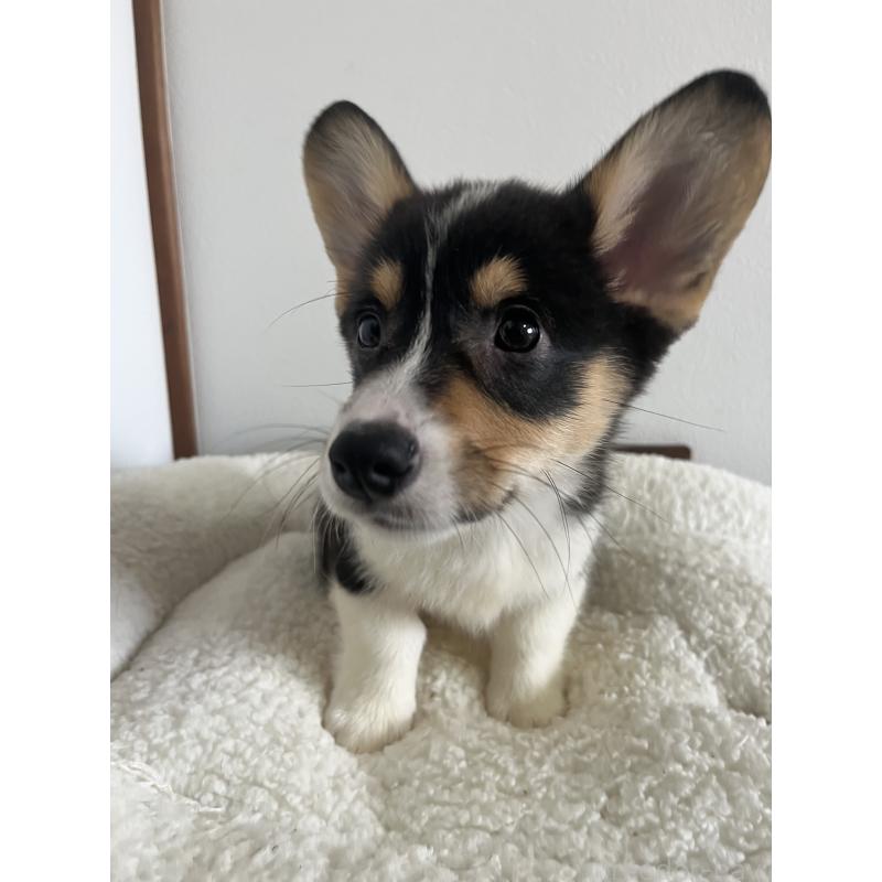 成約済の和歌山県のウェルシュコーギーペンブローク-418666の21枚目