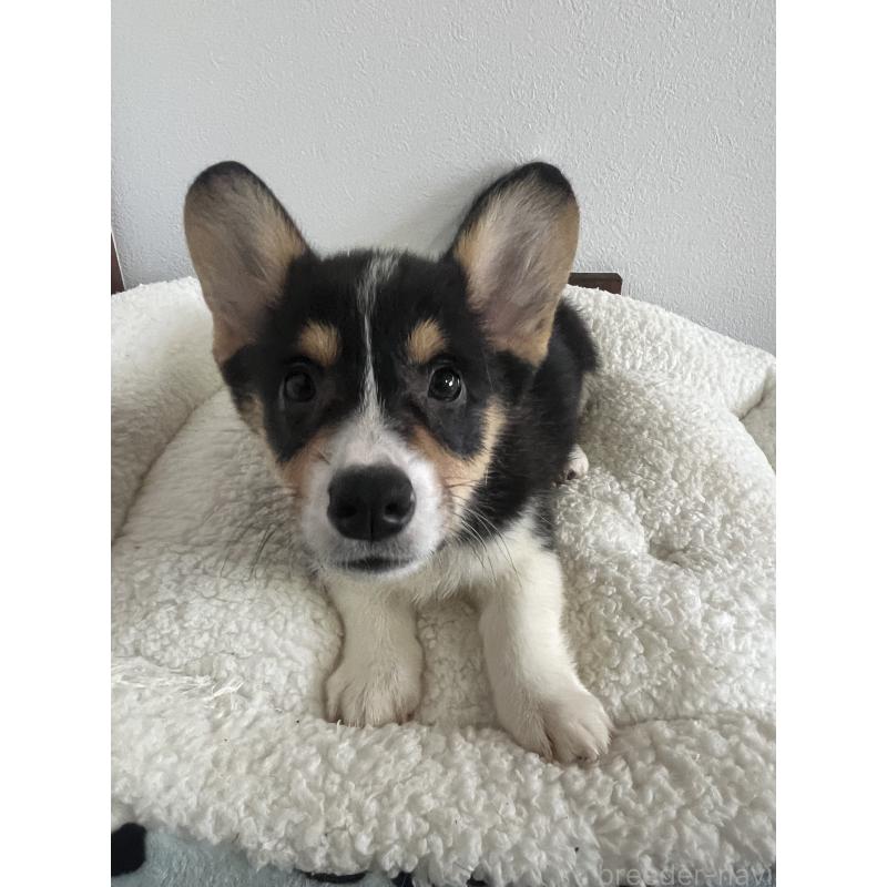 成約済の和歌山県のウェルシュコーギーペンブローク-418666の20枚目