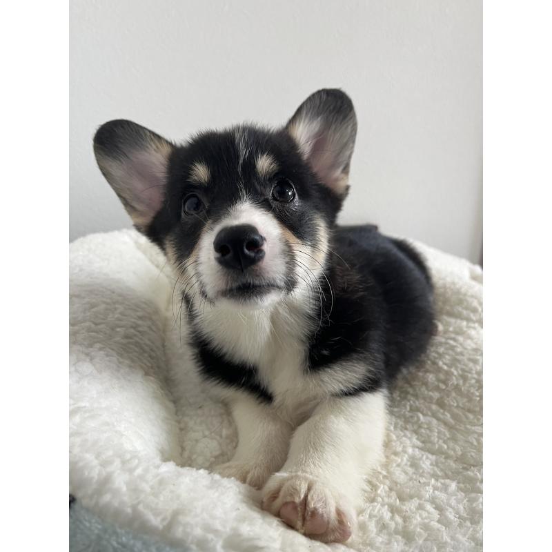 販売中の和歌山県のウェルシュコーギーペンブローク-418668