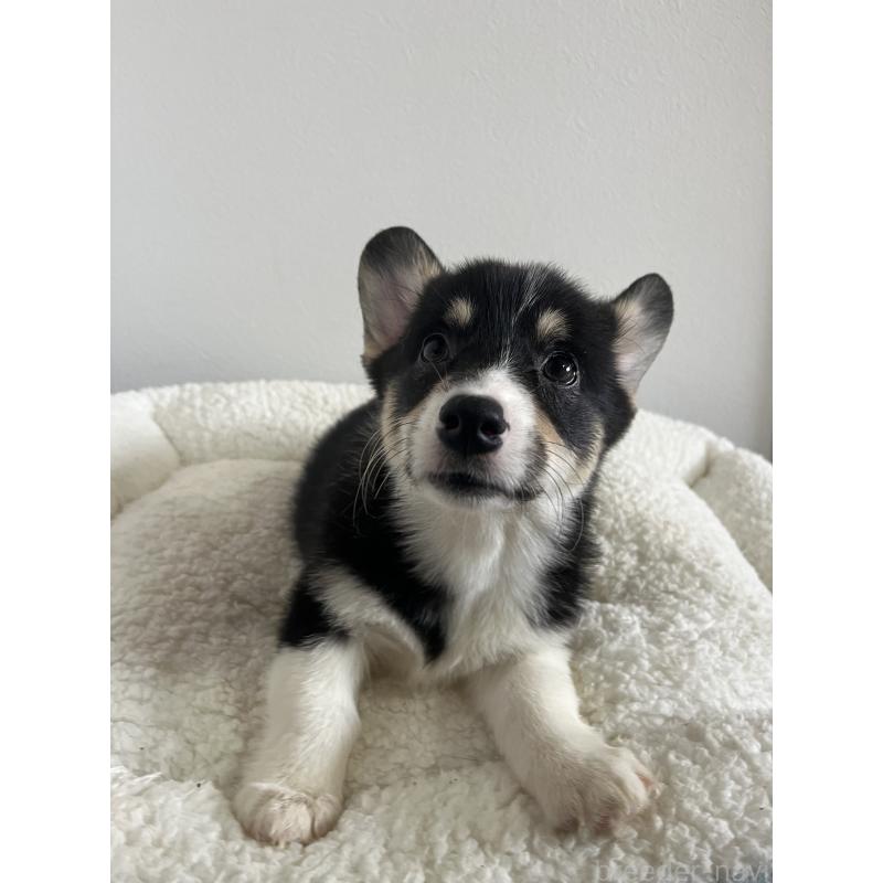 商談中の和歌山県のウェルシュコーギーペンブローク-418668の20枚目